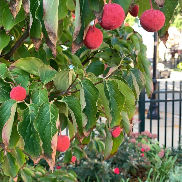 Meet your Posher, Alex - Picture 1 of 1